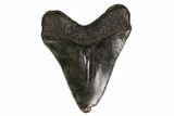 Juvenile Megalodon Tooth - Georgia #158753-1